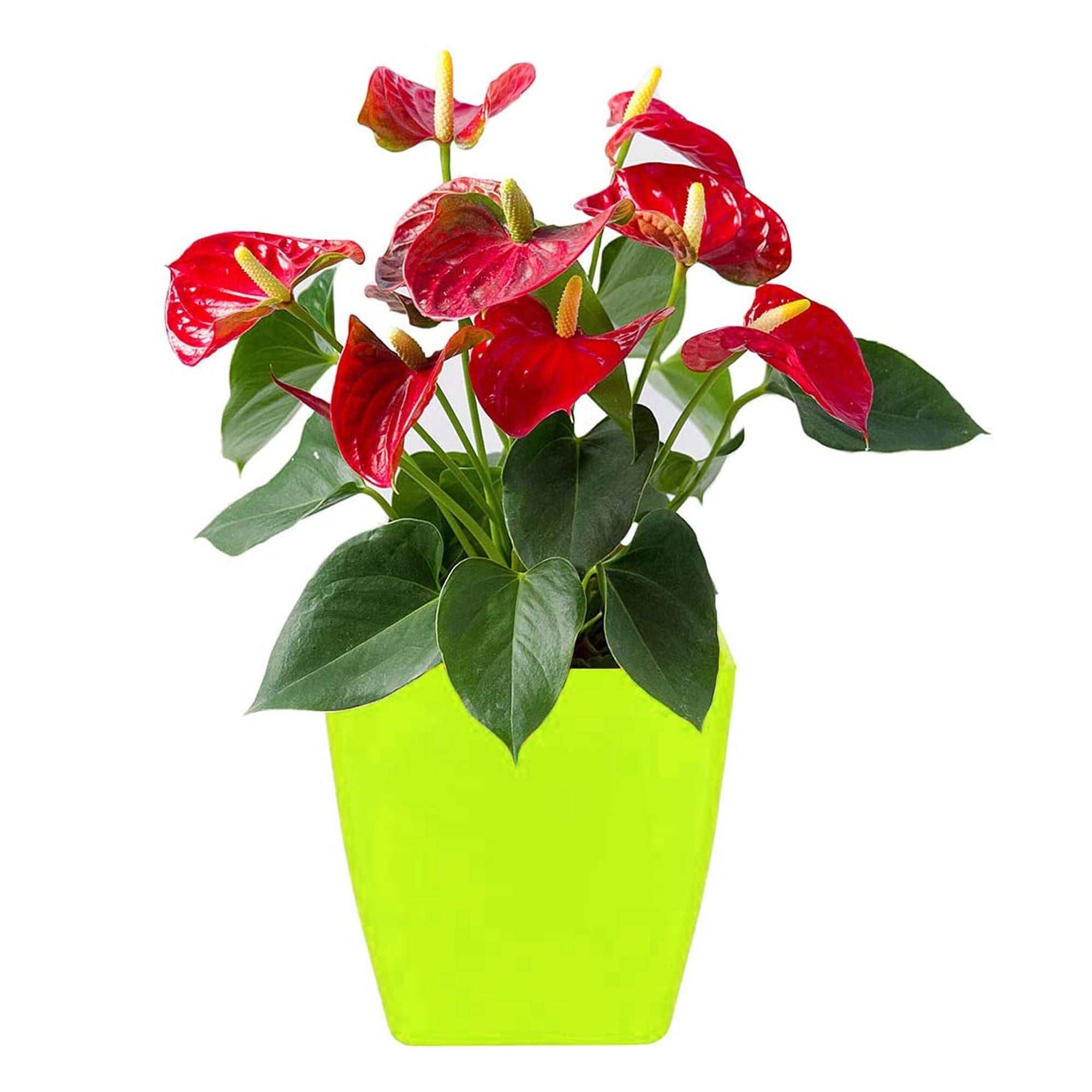 Flower Pots Square Shape For Indoor / Outdoor Gardening